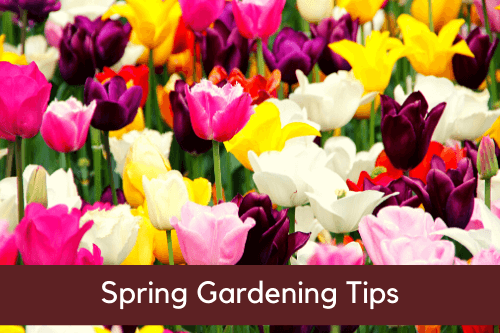 spring-gardening-tips-warrenmount-community-education-class